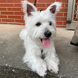 Dog benchmark image